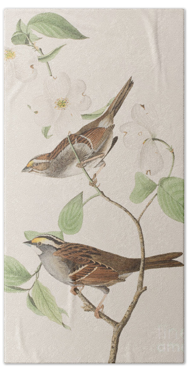 Audubon Beach Towel featuring the painting White throated Sparrow by John James Audubon