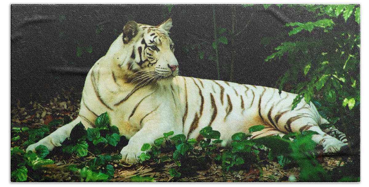 White Tiger Beach Towel featuring the photograph White Tiger by Frank Lee