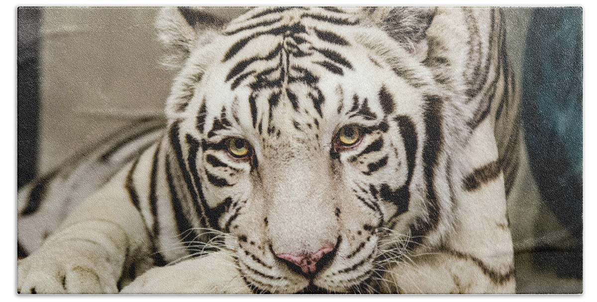 Tiger Beach Towel featuring the photograph White Tiger Looking at You by Tammy Ray