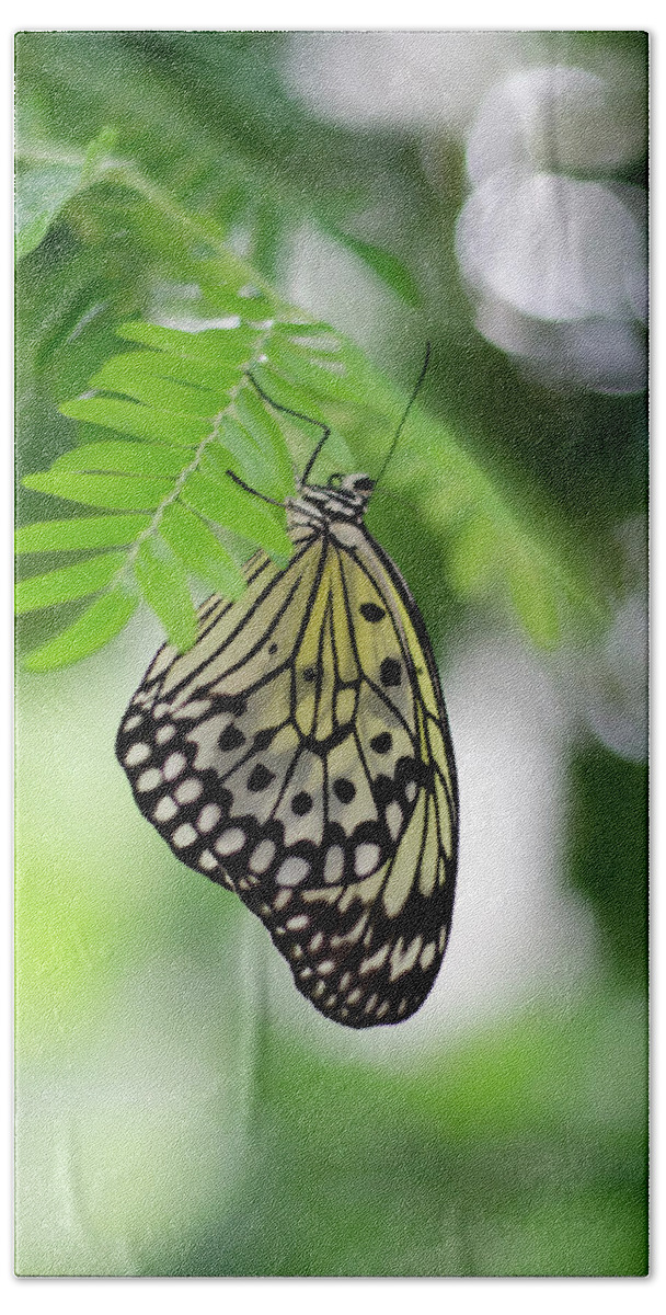 Butterfly Beach Sheet featuring the photograph White Tree Nymph Butterfly 2 by Marie Hicks