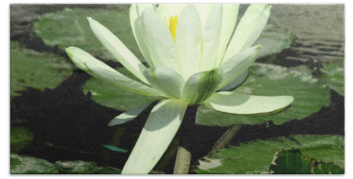White Water Lilly Beach Sheet featuring the photograph White Water Lily 1 by Randall Weidner