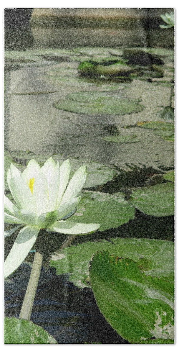 White Water Lilly Beach Towel featuring the photograph White Water Lily 3 by Randall Weidner