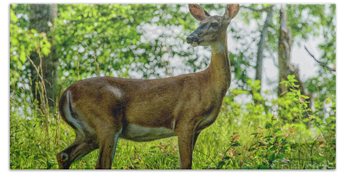 Whitetail Deer Beach Sheet featuring the photograph Whitetail Deer by Thomas R Fletcher