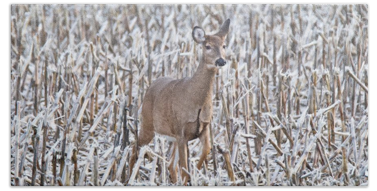 Deer Beach Towel featuring the photograph Whitetail in Frosted Corn 537 by Michael Peychich