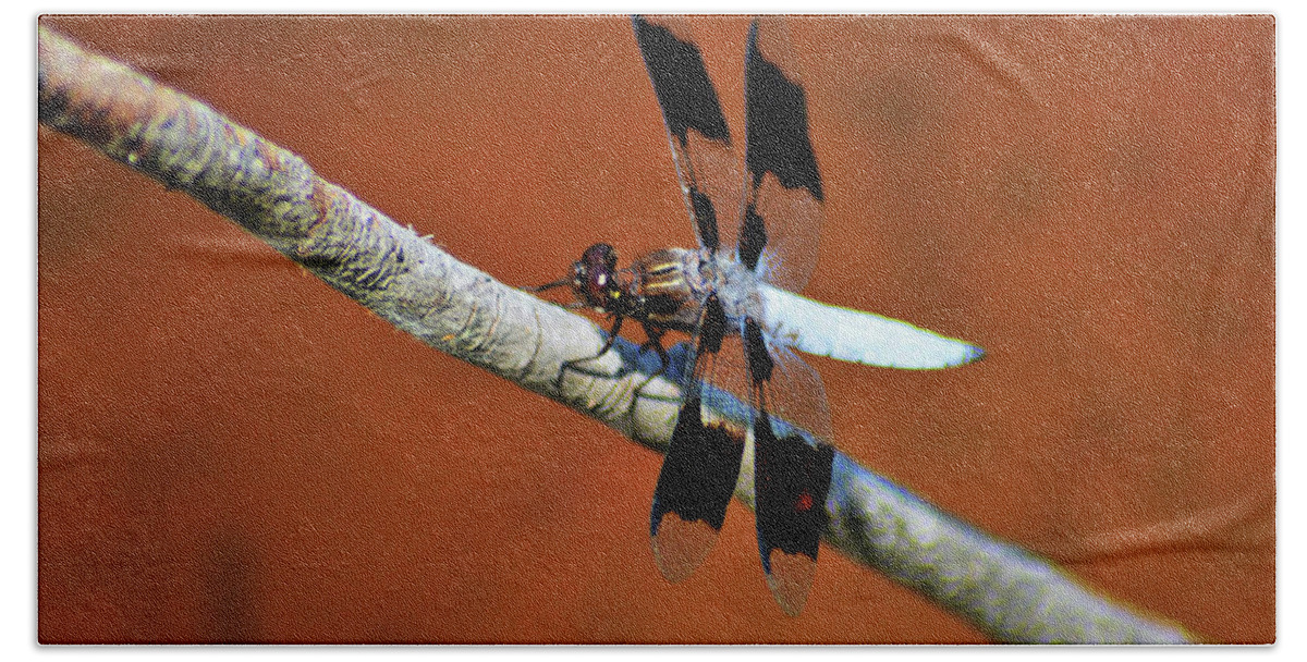  Long-tailed Skimmer Beach Sheet featuring the photograph Whitetail by Kathy Kelly
