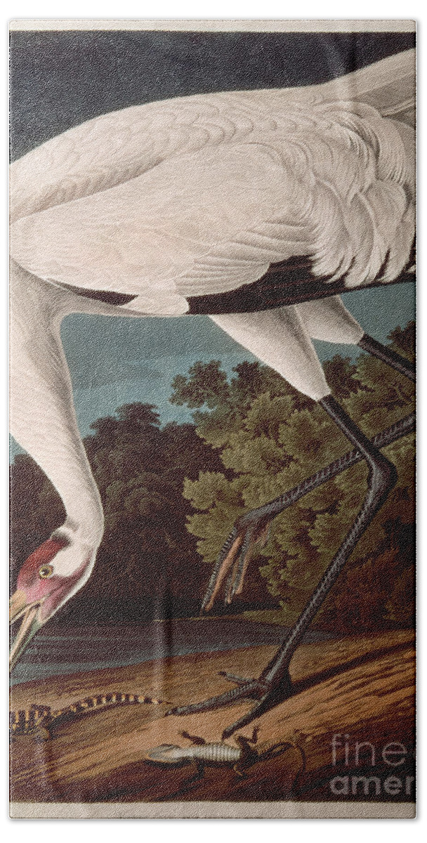Crane Beach Towel featuring the painting Whooping Crane by John James Audubon