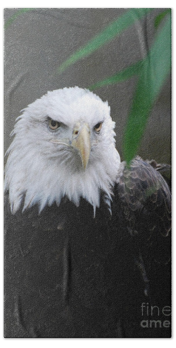Eagle Beach Towel featuring the photograph Wild Bald Eagle Bird by DejaVu Designs