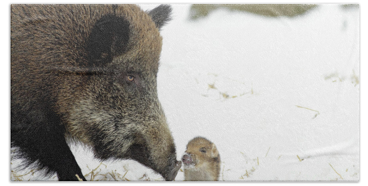 Adult Female Beach Towel featuring the photograph Wild Boar Mother And Baby by Duncan Usher