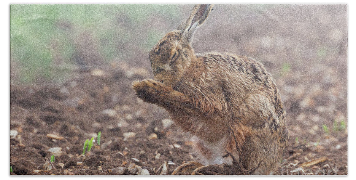 Hare Beach Towel featuring the photograph Wild brown hare with eyes closed, having a morning wash 0124 by Simon Bratt