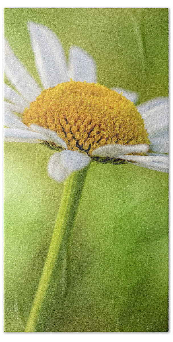 Bloom Beach Towel featuring the photograph Daisy by Ron Pate