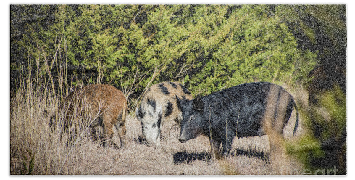 Hogs Beach Towel featuring the photograph Wild Hogs by Cheryl McClure