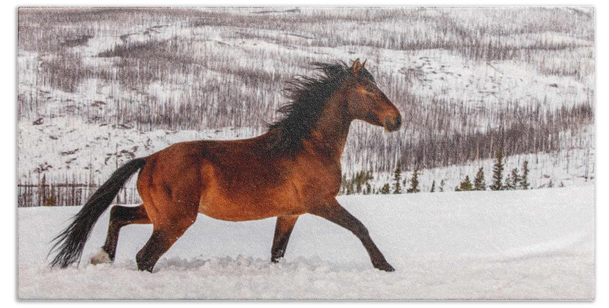 #faatoppicks Beach Sheet featuring the photograph Wild Horse by Todd Klassy