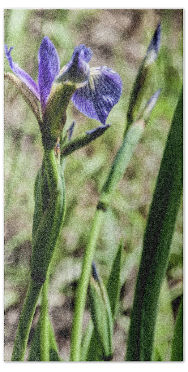 Iris Flower Beach Sheet featuring the photograph WIld Maine Iris by Daniel Hebard
