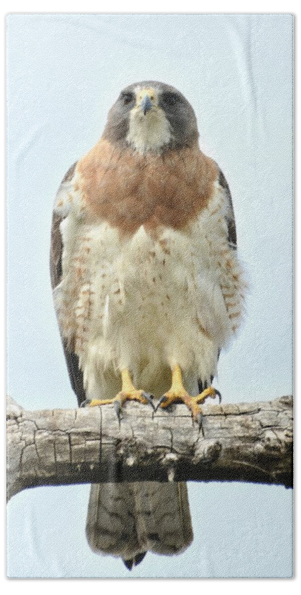 Hawk Beach Towel featuring the photograph Wild Red Tail Hawk by Amy McDaniel