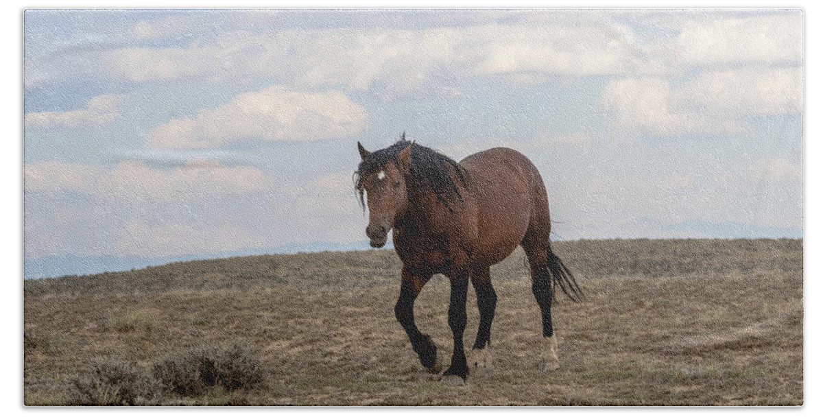 Stallion Beach Towel featuring the photograph Wild Stallion by Ronnie And Frances Howard