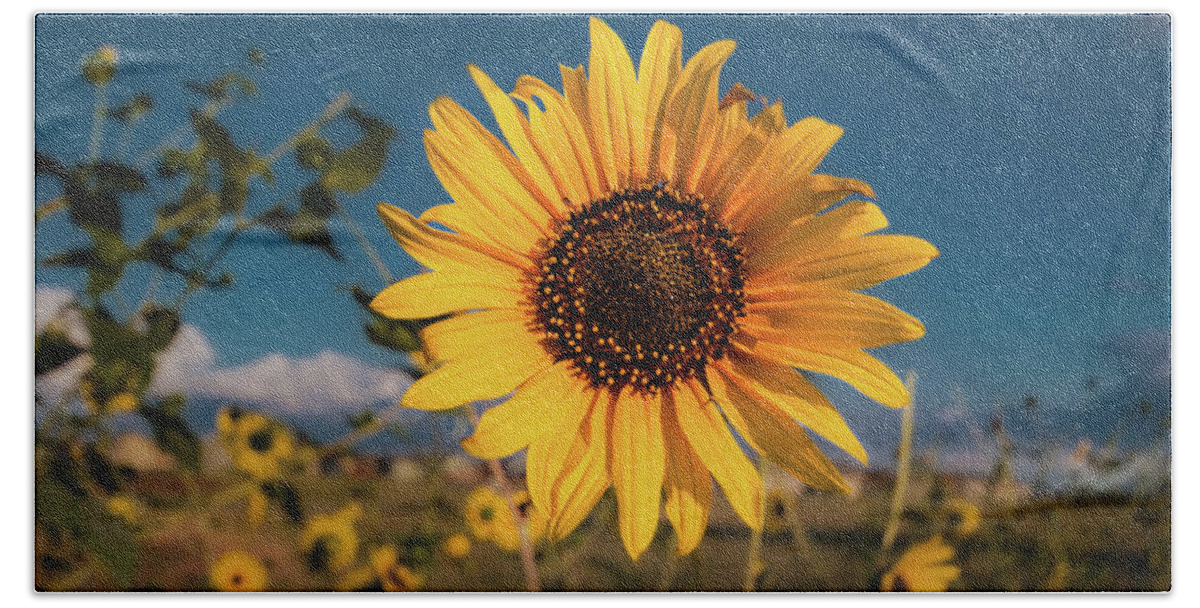 Jay Stockhaus Beach Towel featuring the photograph Wild Sunflower by Jay Stockhaus