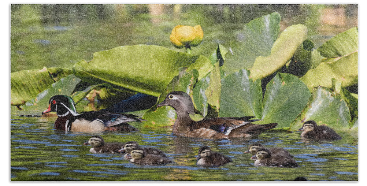 Wood Duck Beach Sheet featuring the photograph Wild Wood Duck Family Outing by Kathleen Bishop