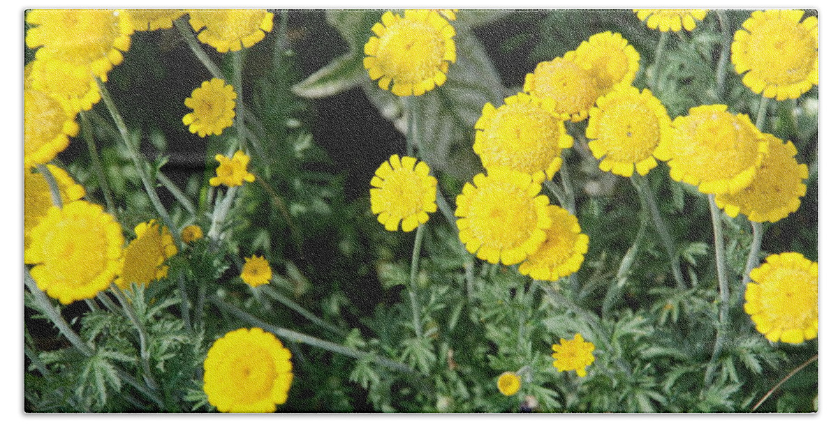 Yellow Flowers Beach Towel featuring the photograph Wildflower Tansy by Ee Photography
