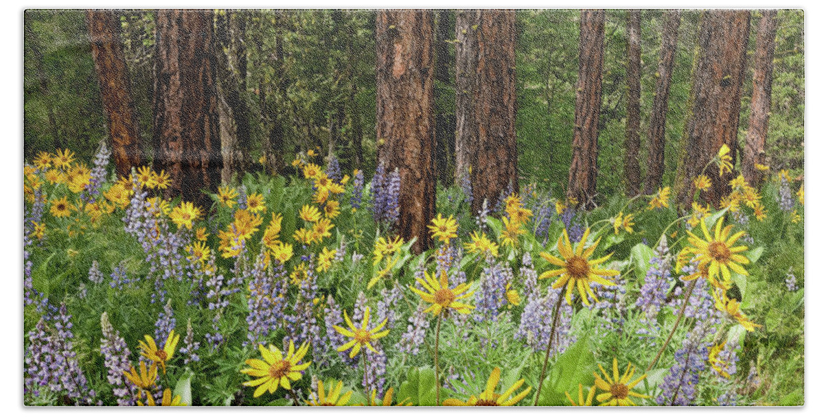 Arrowleaf Balsamroot Beach Towel featuring the photograph Balsamroot and Lupine in a Ponderosa Pine Forest by Jeff Goulden