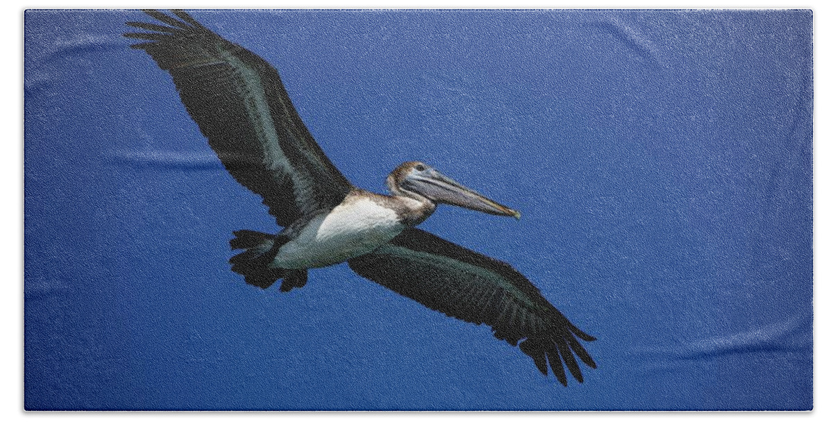 Birds Beach Towel featuring the photograph Wildlife in Mexico #3 by Robert Grac