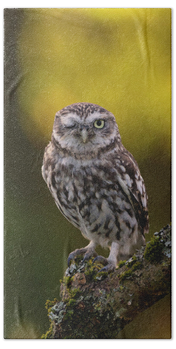 Little Owl Beach Sheet featuring the photograph Winking Little Owl by Pete Walkden