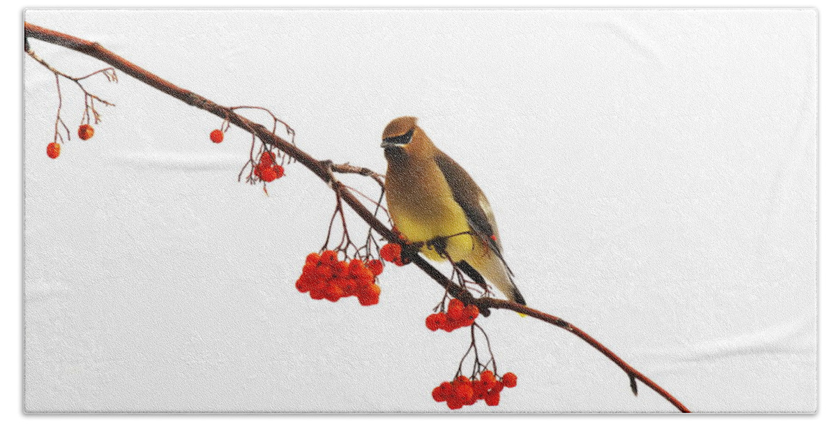 Waxwing Beach Towel featuring the photograph Winter Birds - Waxwing by Andrea Kollo