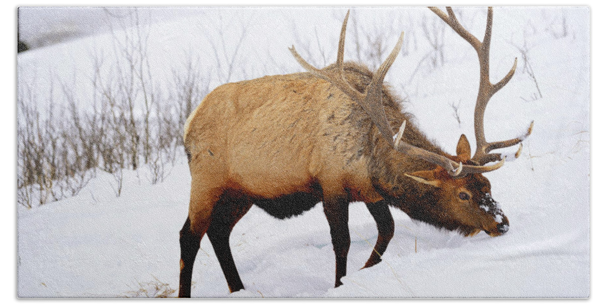 Elk Beach Towel featuring the photograph Winter Bull by Greg Norrell