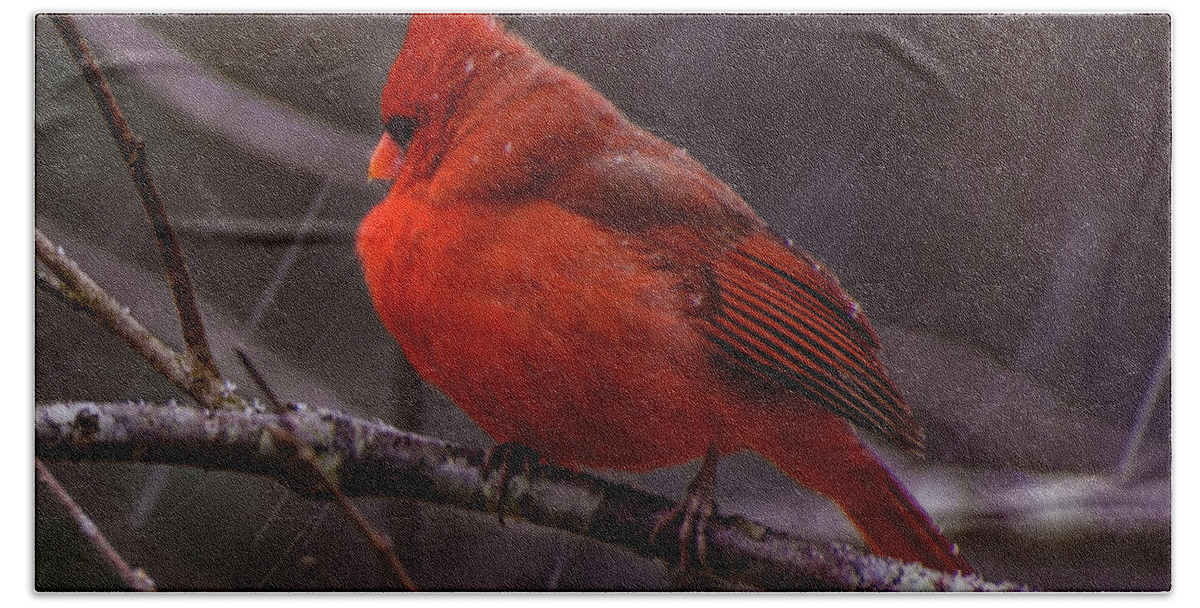 Winter Crimson Prints Beach Towel featuring the photograph Winter Crimson by John Harding