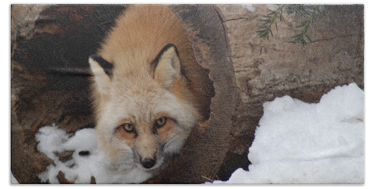 Fox Beach Towel featuring the photograph Winter fox by Richard Bryce and Family