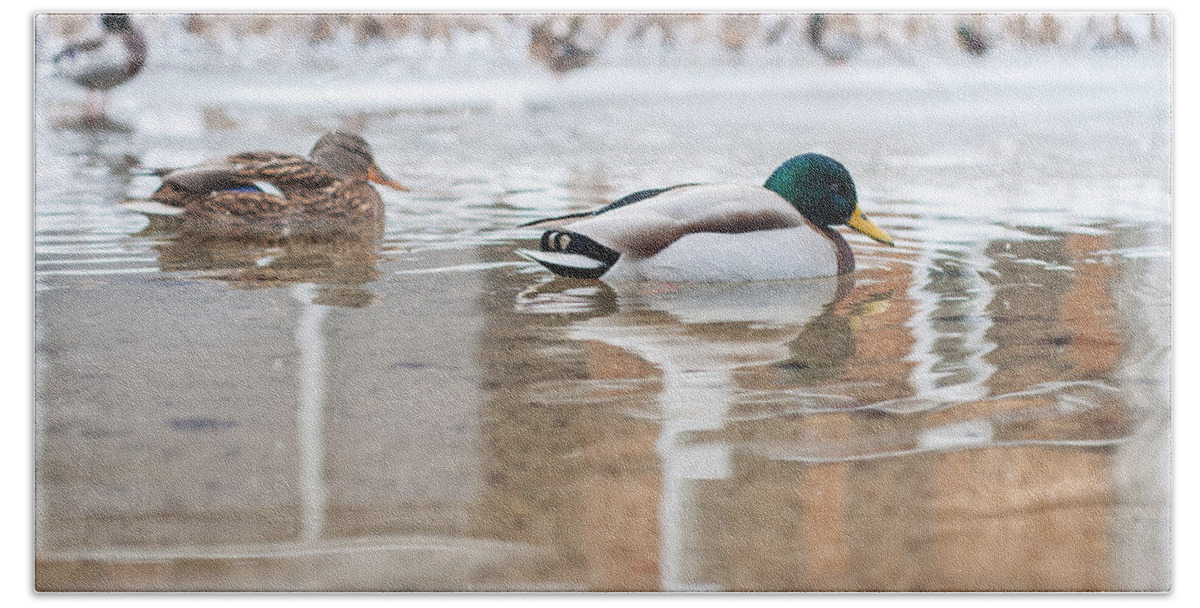 Ducks Beach Towel featuring the photograph Winter Friends by Miguel Winterpacht