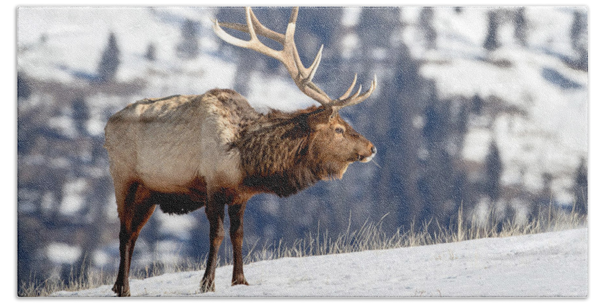 Bull Elk Beach Towel featuring the photograph Winter in Elk Country by Jack Bell