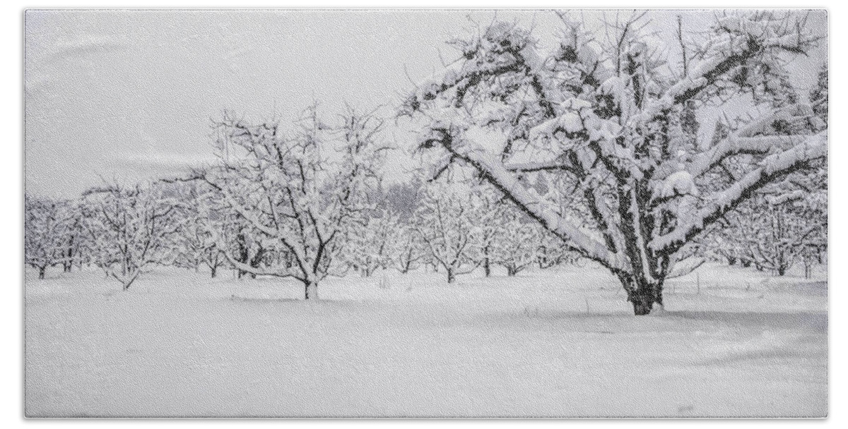 Orchard Beach Towel featuring the photograph Winter in the Orchard by Steph Gabler