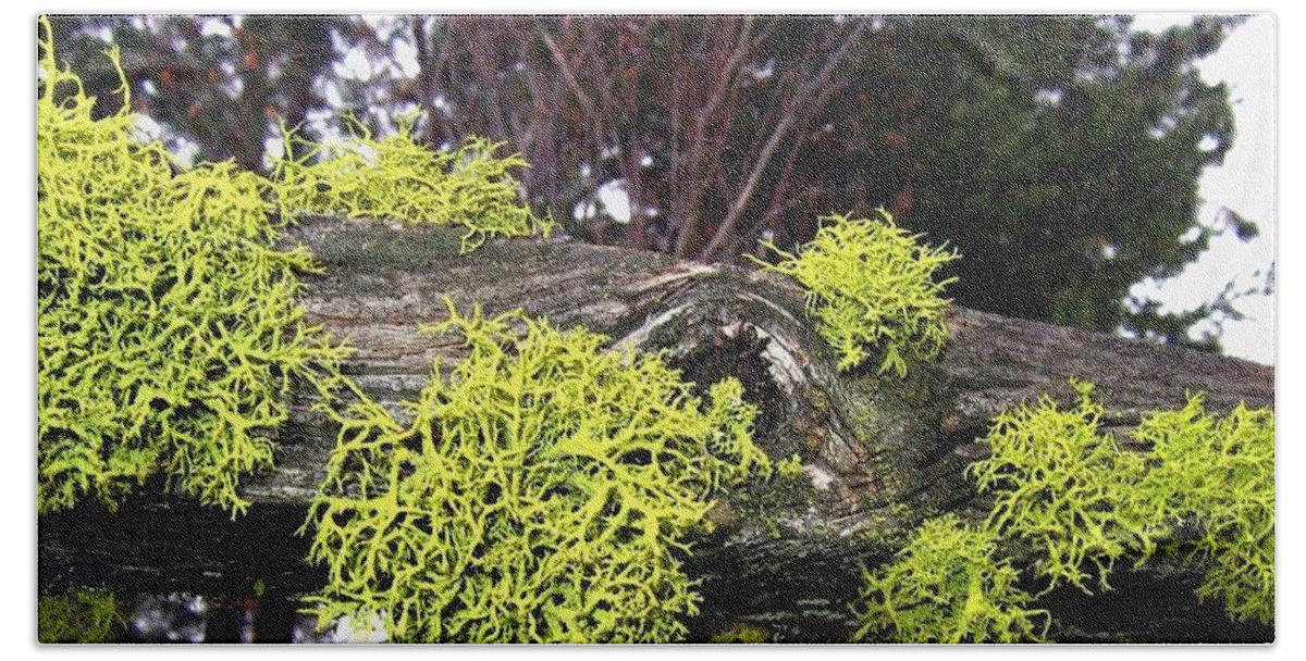 Winter Beach Towel featuring the photograph Winter Moss by Will Borden