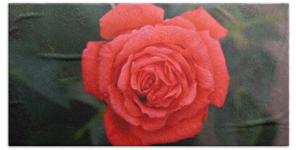 Red Beach Towel featuring the photograph Winter rose by James Smullins