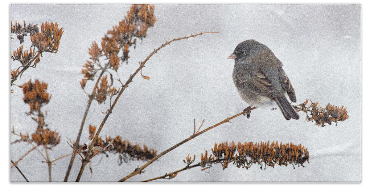 Dark-eyed Junco Beach Sheet featuring the photograph Winter, Snow, and a Junco by Jim Zablotny
