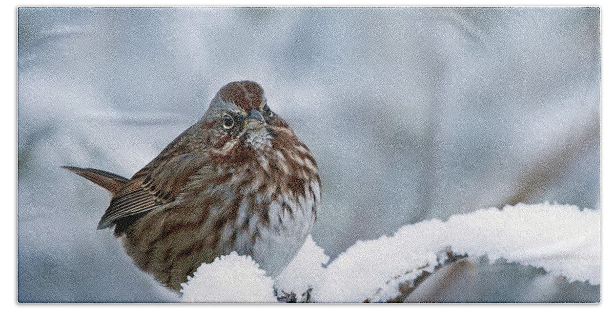 Song Sparrow Beach Towel featuring the photograph Winter Song Sparrow - 365-301 by Inge Riis McDonald