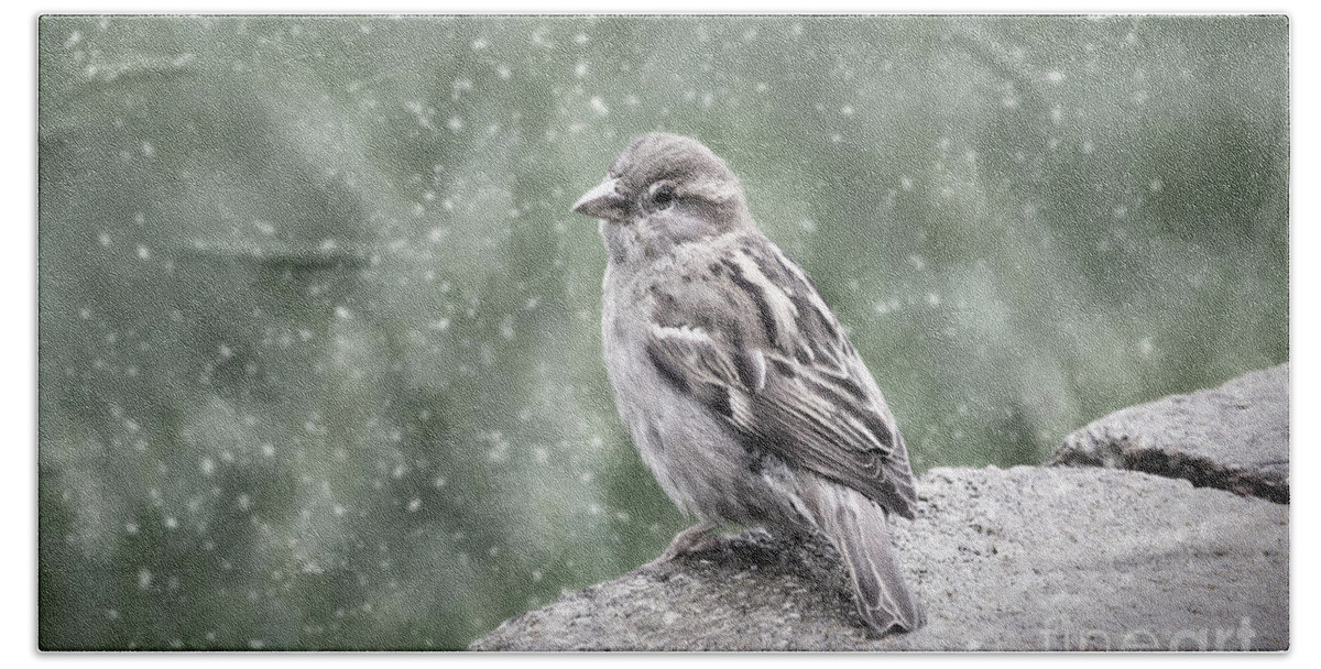 Nature Beach Towel featuring the photograph Winter Sparrow by Sharon McConnell