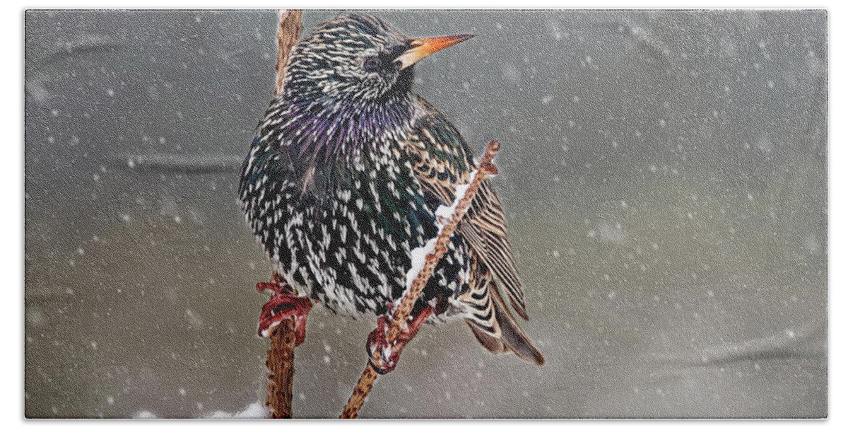 Starling Beach Towel featuring the photograph Winter Starling 2 by Cathy Kovarik