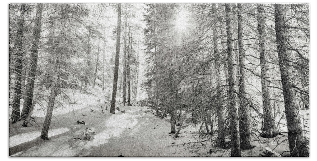 Backcountry Beach Towel featuring the photograph Winter Sunshine Forest Shades Of Gray by James BO Insogna