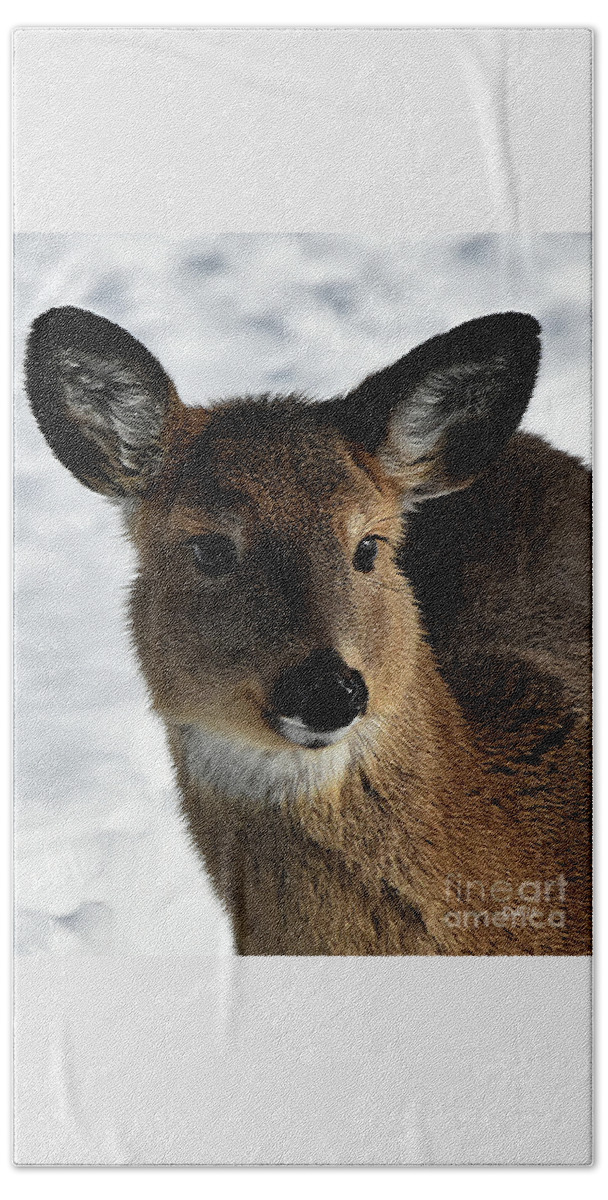 Diane Berry Beach Towel featuring the photograph Winter Wonder by Diane E Berry