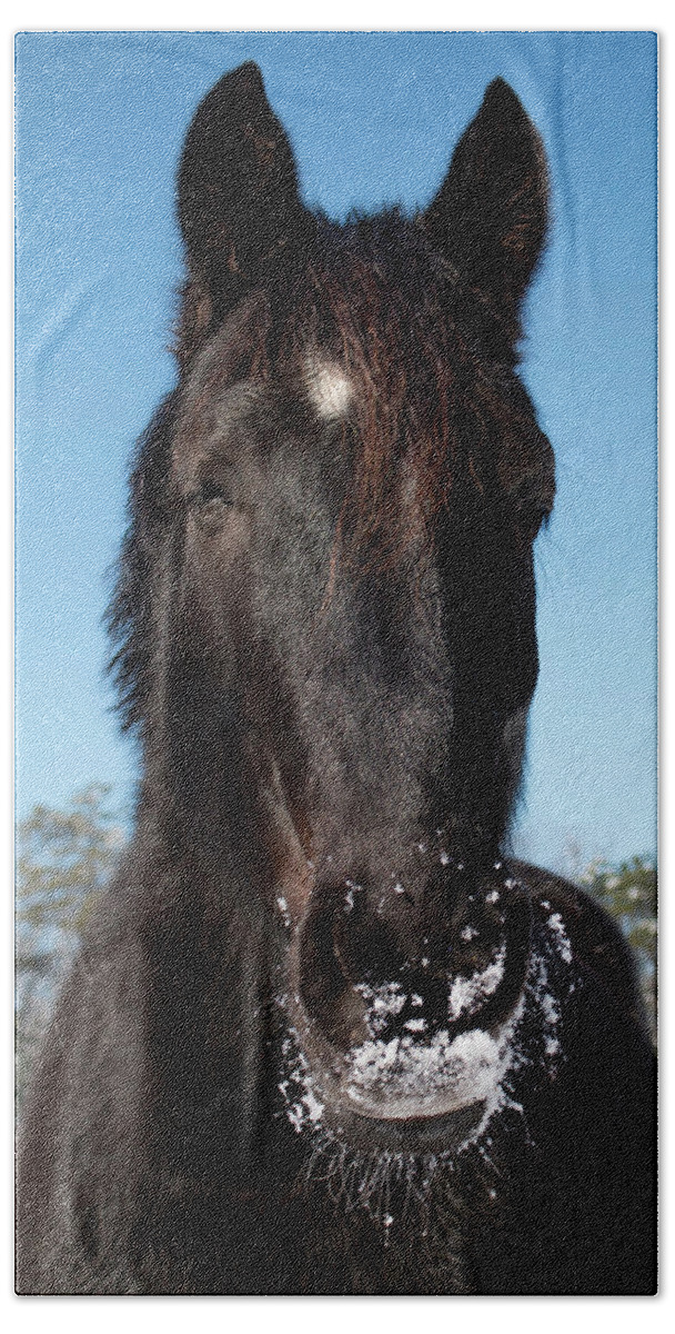Horse Beach Towel featuring the photograph Wintery Smile by Kristia Adams