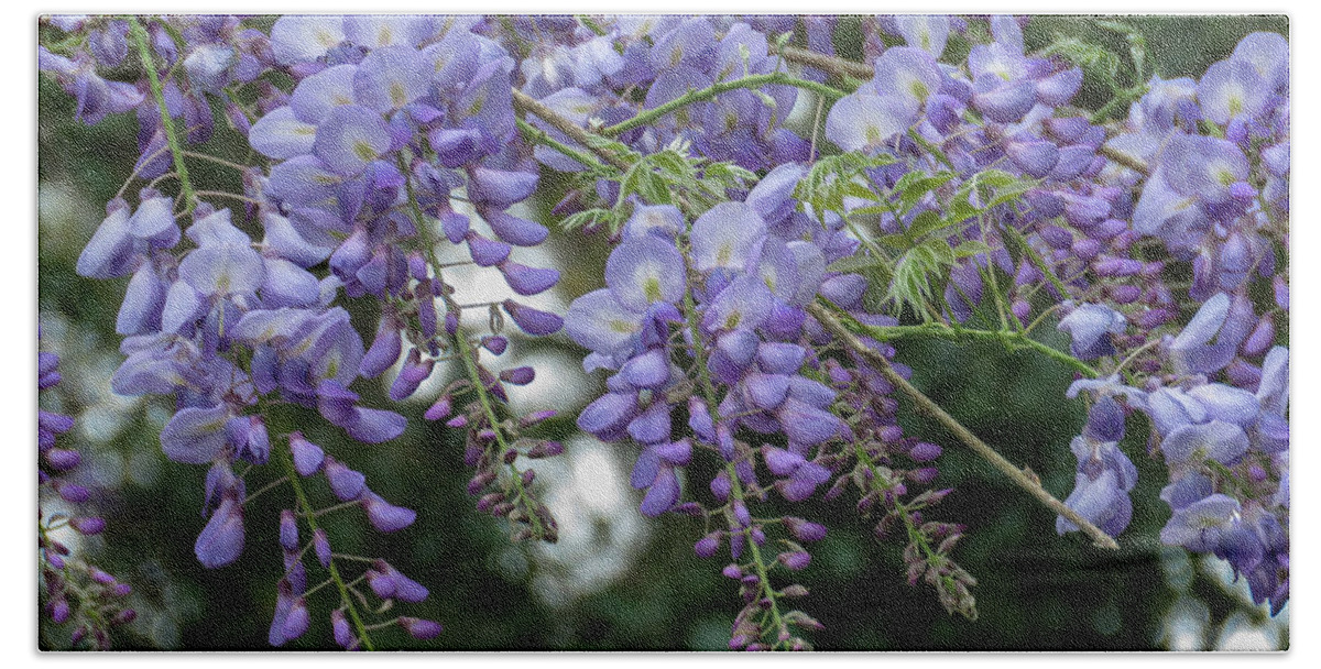 Wisteria Beach Towel featuring the photograph Wisteria 9 by J M Farris Photography
