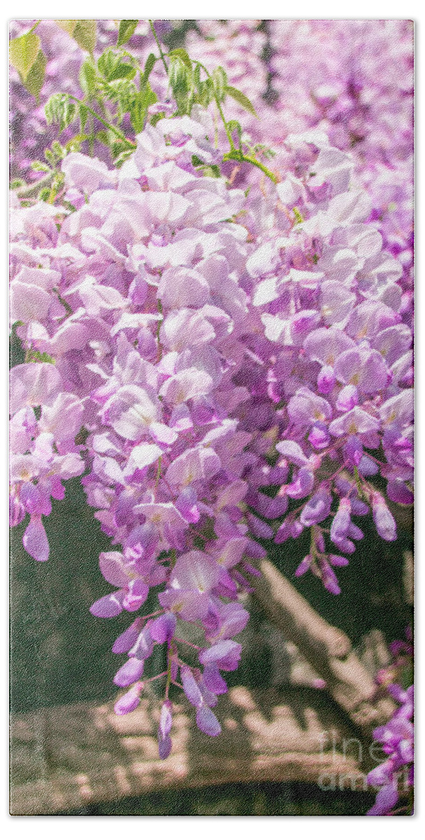 Bloom Beach Towel featuring the photograph Wisteria by Amanda Mohler