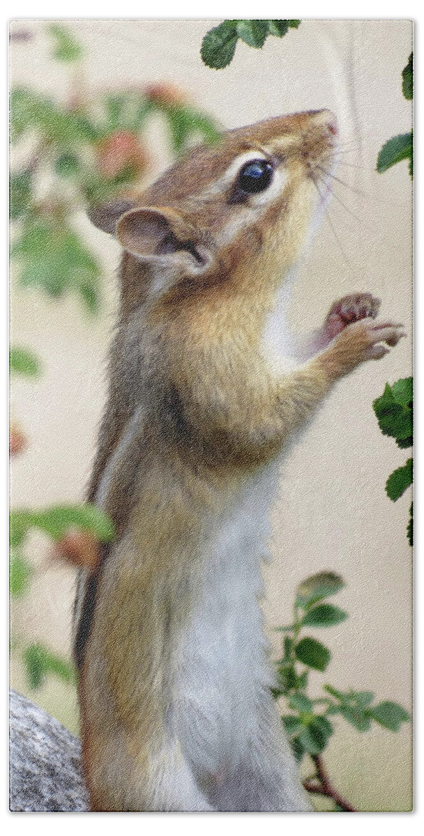  Animal Beach Sheet featuring the photograph Within Reach - Chipmunk by MTBobbins Photography
