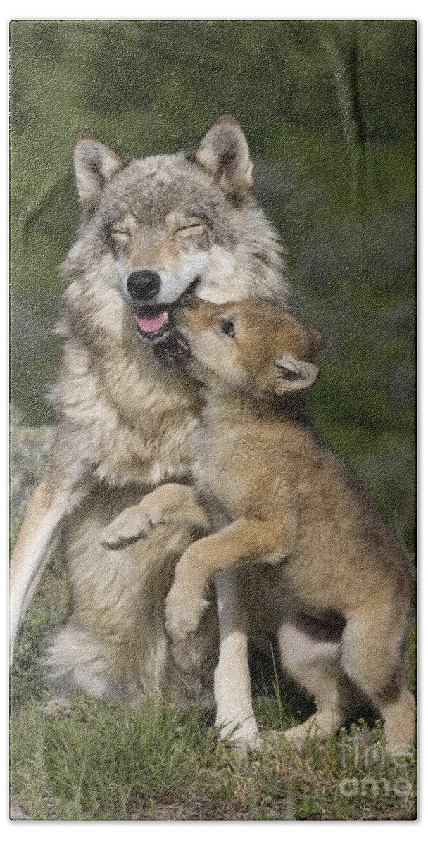 Gray Wolf Beach Towel featuring the photograph Wolf Cub Begging For Food by Jean-Louis Klein & Marie-Luce Hubert