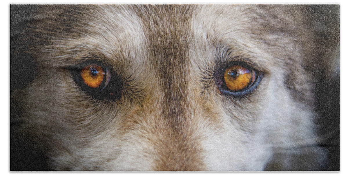 Animal Beach Sheet featuring the photograph Wolf Eyes by Teri Virbickis