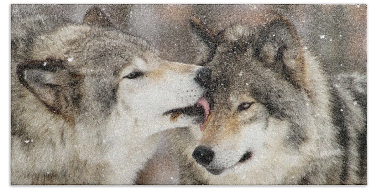 Wolf Beach Towel featuring the photograph Wolf Kisses by Heather King