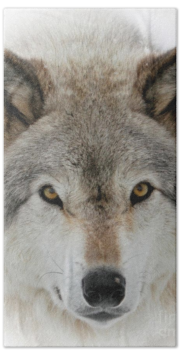 Beautiful Wolf Beach Towel featuring the photograph Wolf Portrait by Heather King