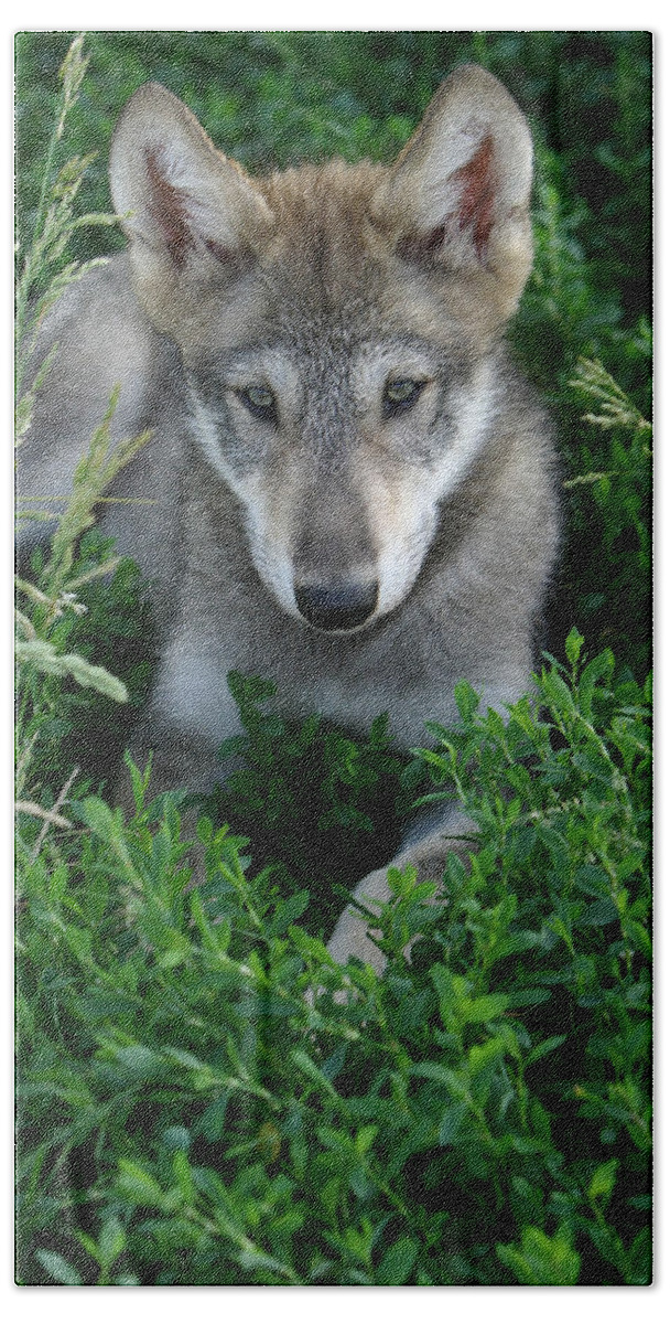 Wolf Wolves Pup Puppy Puppies Canis Lupis Wildlife Wild Animal Gray Timberwolf Photograph Photography Beach Towel featuring the photograph Wolf Pup Portrait by Shari Jardina