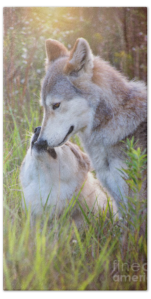 Canis Lupus Beach Sheet featuring the photograph Wolf Soul Mates by Sharon McConnell